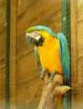 Ara-bleu-20120823150310.jpg