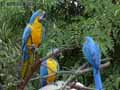 Ara-bleu-20120823152130.jpg