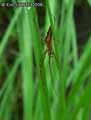 Araignee-20141124173549.jpg