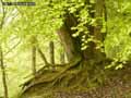 Arbre-a-moitie-deracine-20120822172450.jpg