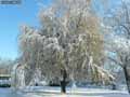 Arbre-enneige-20120822165857.jpg