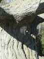 Arbre-qui-parle-20131020234657.jpg