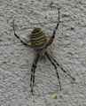Argiope-frelon-20141124135634.jpg