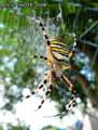 Argiope-frelon-20141124135713.jpg