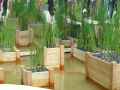 Bacs-a-fleurs-pieds-dans-l-eau-20130709191009.jpg