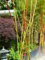 Baguettes-colorees-20130709190849.jpg