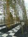 Bambouseraie-sur-damier-20131020234137.jpg