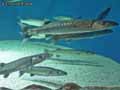 Barracudas-20120823193926.jpg