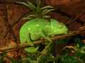 Bebe-cameleon-qui-dort-20131020230550.jpg