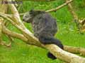 Binturong-20120822232120.jpg