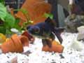 Blackmoor-20120822223905.jpg