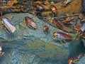 Blattes-20141124132053.jpg