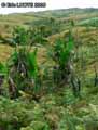 Bocage-de-Madagascar-20120822171832.jpg