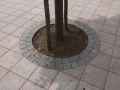 Bordure-d-arbre-en-paves-20130709132045.jpg
