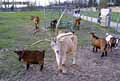 Bouc-a-quatre-cornes-20120823000118.jpg
