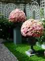 Boules-de-roses-20130709185743.jpg