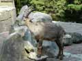 Bouquetin-des-Alpes-20120822232636.jpg