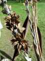 Branches-et-cosses-de-cacao-20130427221149.jpg