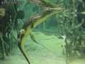 Caiman-20120823013423.jpg