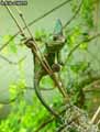 Cameleon-casque-du-Yemen-20120823013104.jpg
