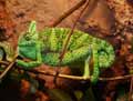 Cameleon-casque-du-Yemen-20120823013316.jpg