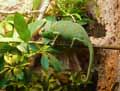 Cameleon-casque-du-Yemen-20120823013411.jpg