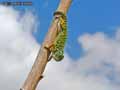Cameleon-de-Madagascar-20120823013515.jpg