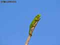 Cameleon-de-Madagascar-20120823013525.jpg