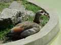 Canard-20120823134635.jpg