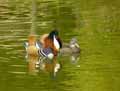 Canard-Mandarin-20120823135049.jpg