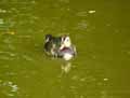 Canard-Mandarin-20120823135923.jpg