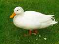 Canard-blanc-20130709141700.jpg