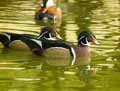 Canard-carolin-20120823135214.jpg
