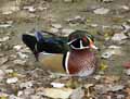 Canard-carolin-20120823145919.jpg