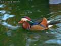 Canard-mandarin-20120823153520.jpg