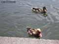 Canard-nette-rousse-20120823150030.jpg