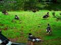 Canards-20120823132055.jpg