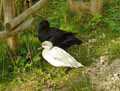 Canards-blanc-et-noir-20120823145702.jpg