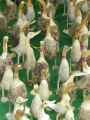Canards-en-bois-20130709191955.jpg