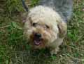 Caniche-20120822235047.jpg