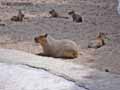 Capybara-20120823003131.jpg