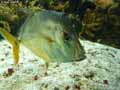 Carangue-echevelee-20120822224737.jpg