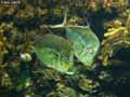 Carangues-echevelees-20120822224747.jpg