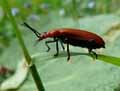 Cardinal-rouge-20141124141537.jpg