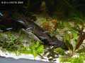 Cardinalis-20120822215002.jpg