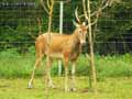 Cerf-axis-20120823005100.jpg