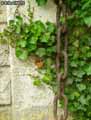 Chaine-20120822181419.jpg
