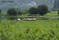 Champ-de-moutons-inonde-20120822173724.jpg