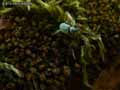 Charancon-vert-20141124180420.jpg
