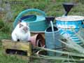 Chat-20120822234342.jpg